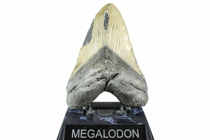 Huge, Serrated, Fossil Megalodon Tooth - North Carolina #368430